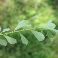 Phyllanthus maderaspatensis L.